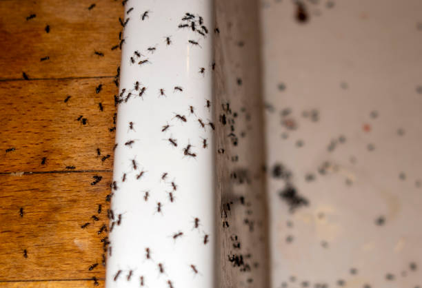 Professional Pest Control in Mount Gilead, OH