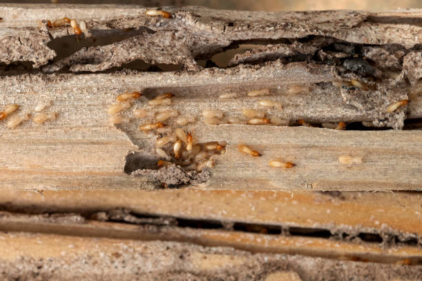 Best Flea Control Services  in Mount Gilead, OH